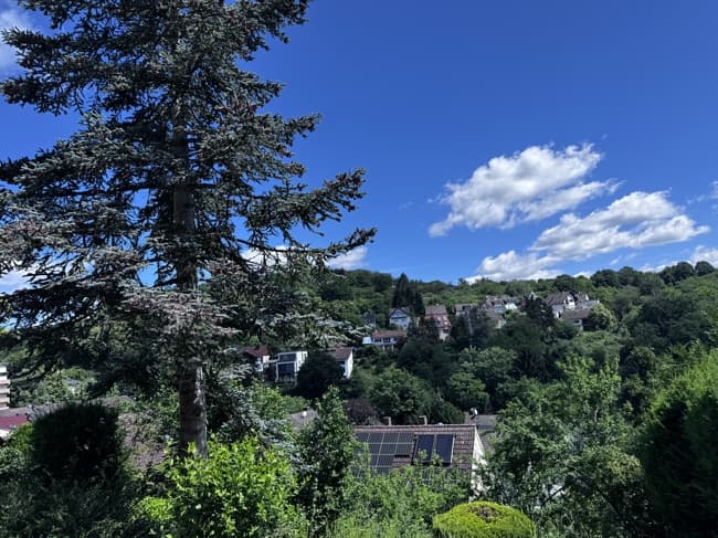 Blick über bewaldete Hänge mit Wohnhäusern in Altenhain, vorn eine hohe Tanne
